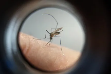 Mosquito Aedes aegypti transmissor da dengue e outras doenças
