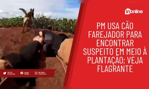 PM usa cão farejador para encontrar suspeito em meio à plantação; veja