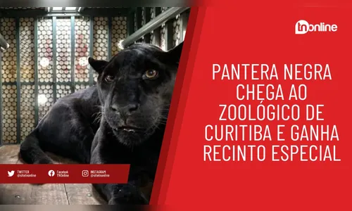 Pantera Negra chega ao Zoológico de Curitiba e ganha recinto especial