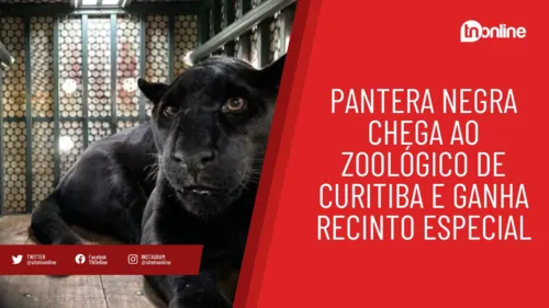 Pantera Negra chega ao Zoológico de Curitiba e ganha recinto especial