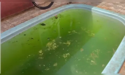 Paraná: polícia encontra piscina com criadouro de dengue em operação