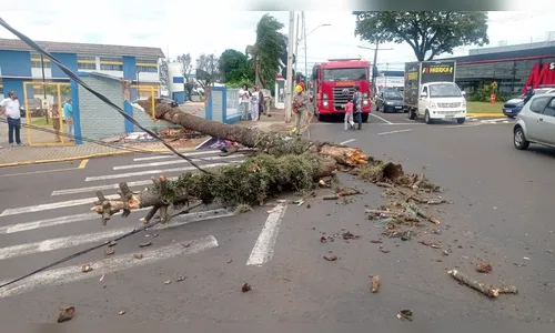 Pinheiro cai, destrói muro de colégio e atinge carro em Apucarana