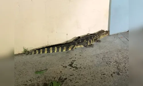 Jacaré é resgatado após 'passear' por cidade no noroeste do PR; vídeo