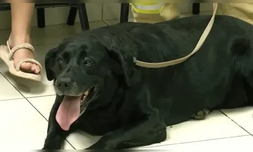 Labradora Ronda se aposenta do Corpo de Bombeiros de Londrina