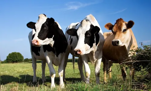 Duas vacas são furtadas de sítio em Novo Itacolomi