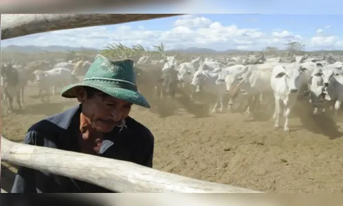 Vacinação contra febre aftosa será suspensa em 16 estados e no DF