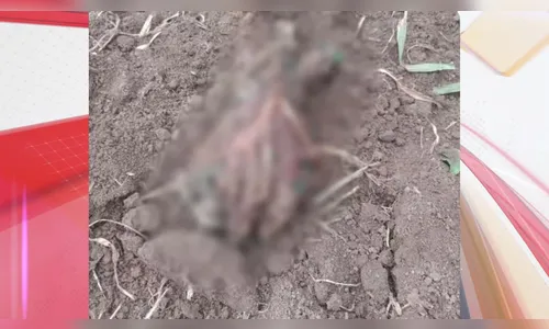 Corpo carbonizado é encontrado por trabalhador rural no Paraná