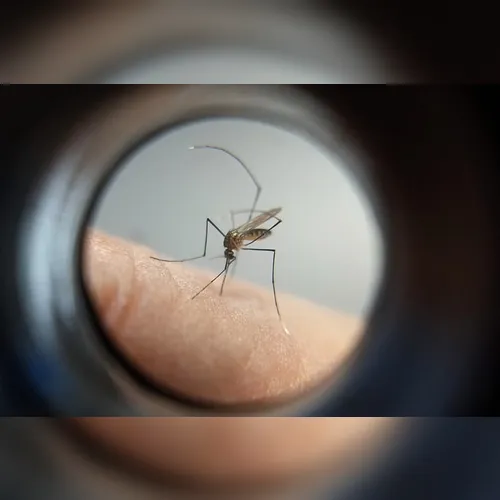 Mais três mortes por dengue são confirmadas em Apucarana e Kaloré