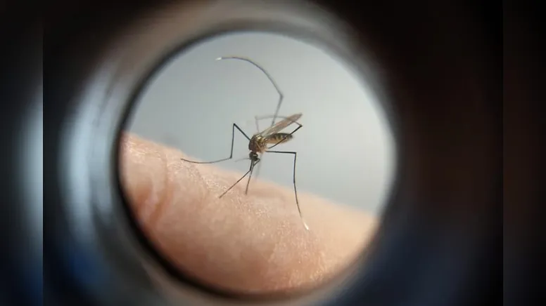 Imagem ilustrativa da notícia O tempo passa e os números da dengue não param de crescer