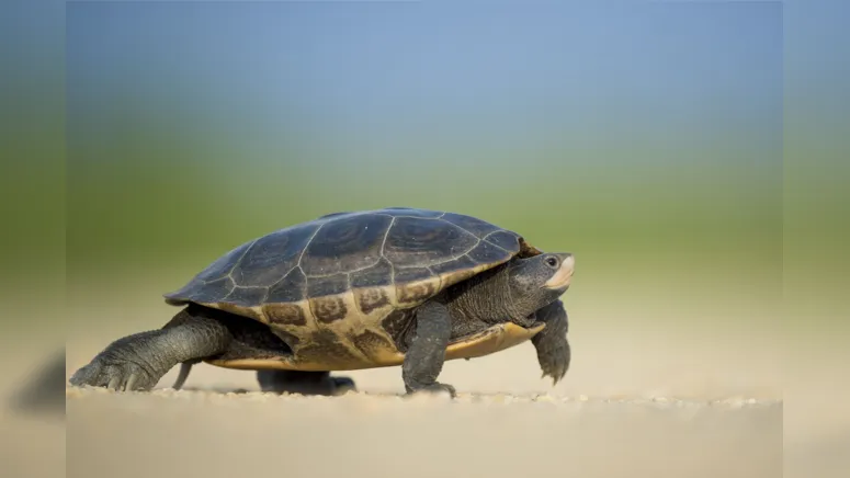 Imagem ilustrativa da notícia Que fase, efeito tartaruga na administração municipal