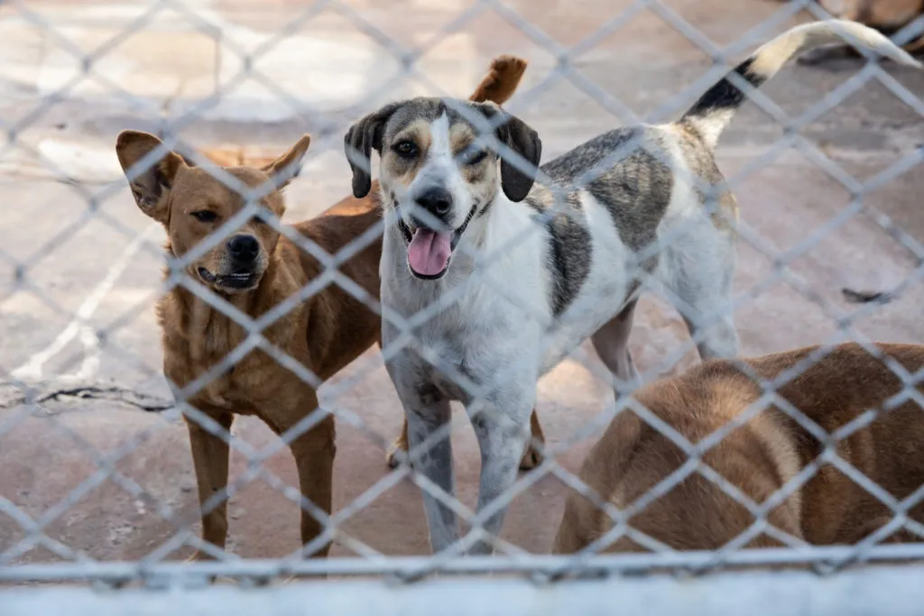 Animais são cuidados no Cemsa