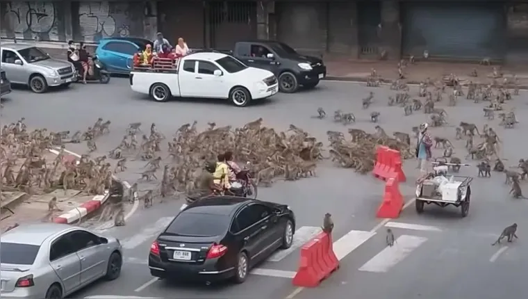 Briga entre 'gangues' de macacos causa temor em cidade na Tailândia