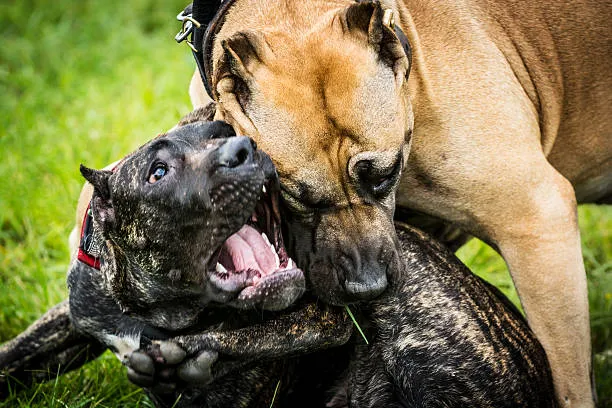 Cachorra morre ao ser atacada por outros cães e tutora chama PM