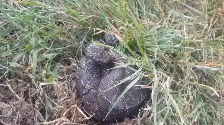 Cobra de madeira assustou moradores