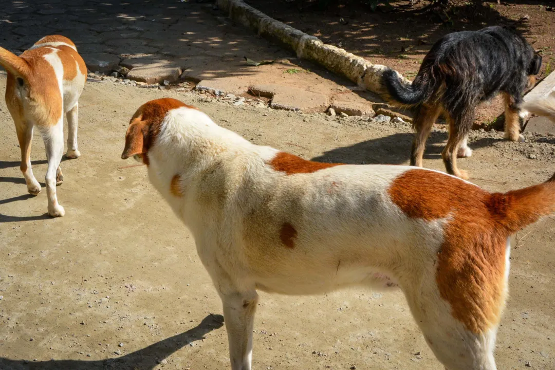 Neste dia 4 de abril é comemorado o Dia Mundial dos Animais de Rua