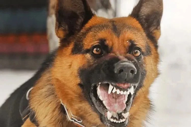 O cachorro estava sem coleira e escapou por um portão que estava aberto