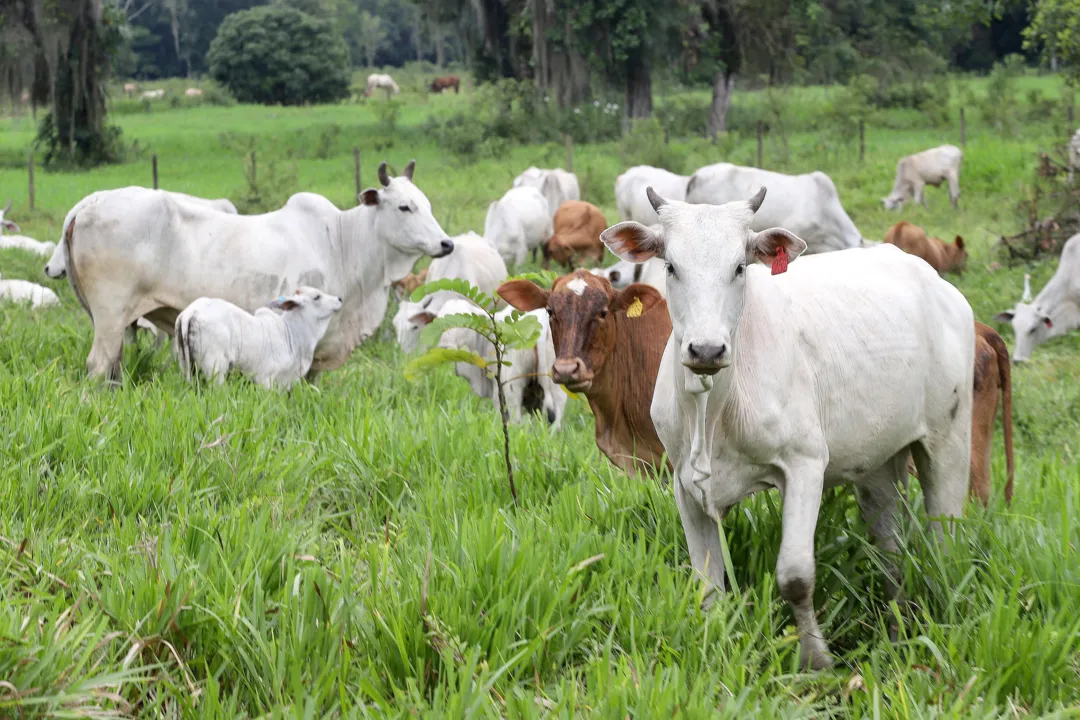 Os produtores podem fazer a atualização pelo aplicativo Paraná Agro