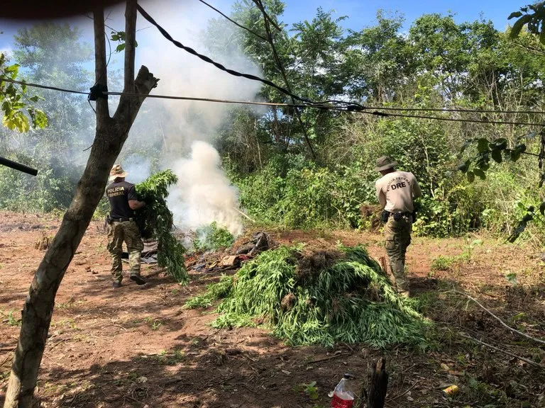 PF faz operação para erradicação de plantios de maconha