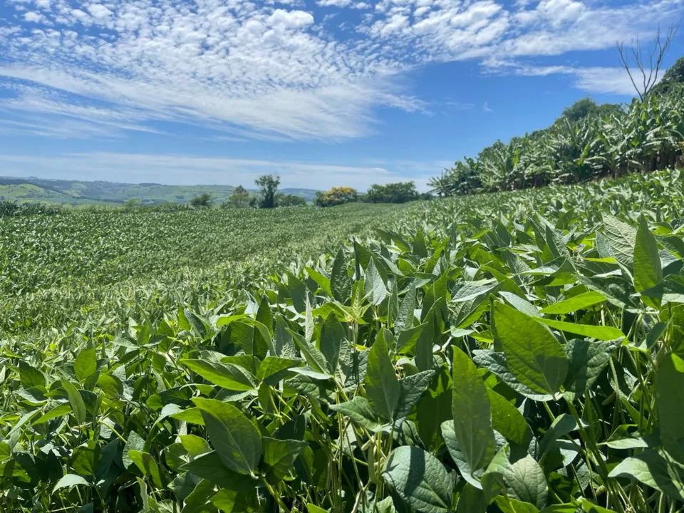 Plantação de soja em Novo Itacolomi, região de Apucarana