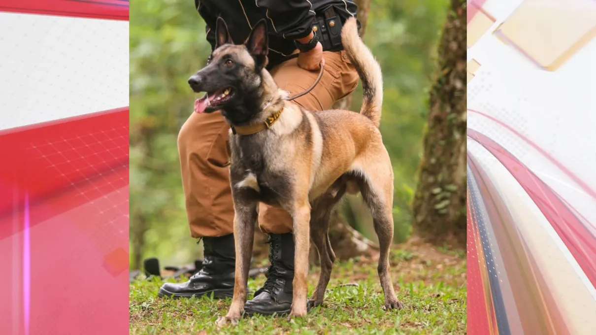 Polícia Militar com cães farejadores apoia revista no 30° BIMEc
