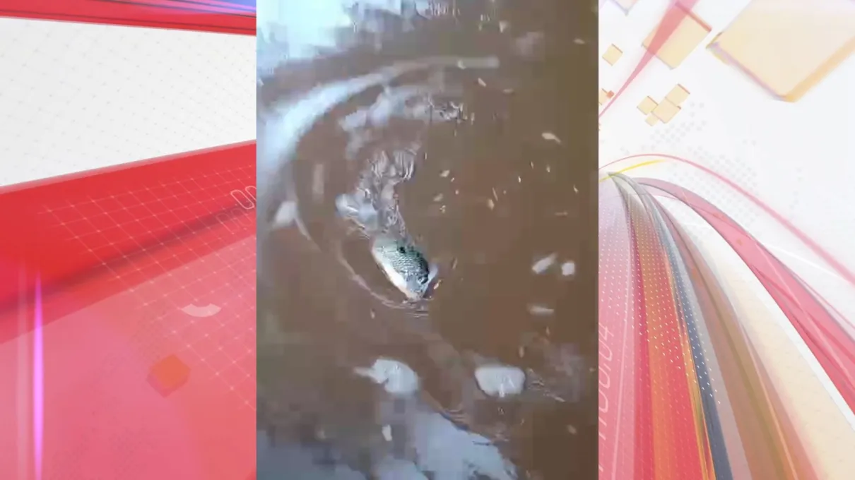 Vídeo que circula na internet mostra alguns peixes morrendo na região