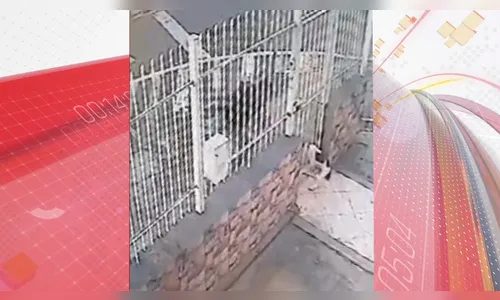 Pitbull ataca cadela pelo portão e a arrasta para a rua; veja vídeo