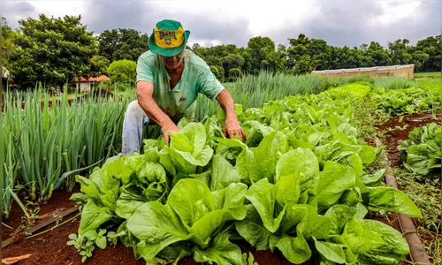 Apucarana cadastra agricultores no Programa de Aquisição de Alimentos