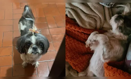 Vídeo: motociclista 'pega' shih-tzu e dona pede ajuda em Apucarana