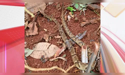Cobra jararaca assusta moradores e é capturada em casa de Arapongas