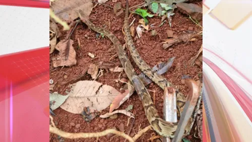 A serpente foi encontrada, por volta das 12h58