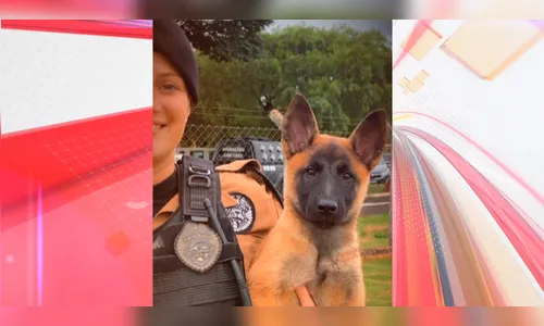 PM de Arapongas ganha nova integrante para reforçar segurança