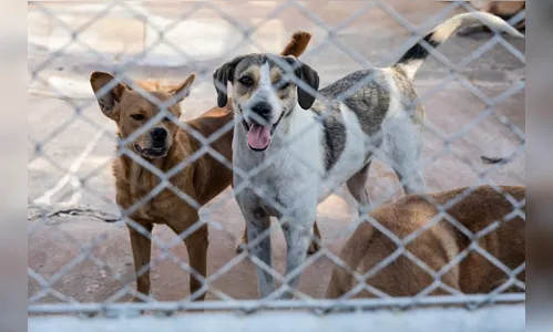 Centro de Saúde Animal de Apucarana completa três anos