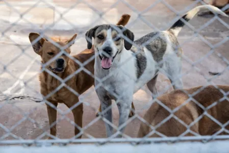 Animais são cuidados no Cemsa