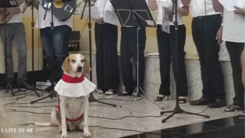 Apelidado de Jhonny, o “cãoroinha” foi adotado há três anos