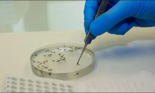 Apucarana registra caso de febre do oropouche; saiba o que é