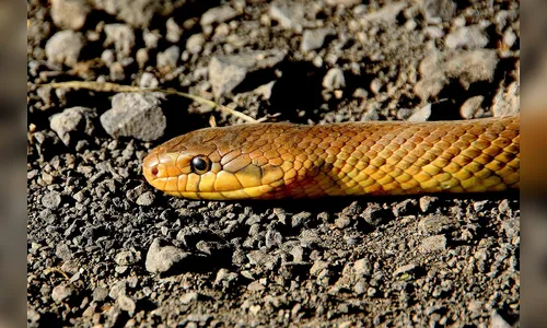 Idosa morre em casa que bombeiros iriam capturar cobra em Apucarana