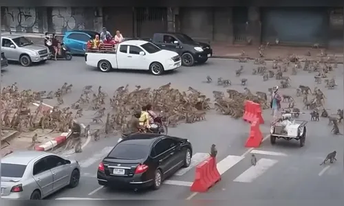Briga entre 'gangues' de macacos causa temor em cidade na Tailândia