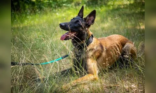 PM é acionada após confusão de vizinhos por causa de cão em Apucarana