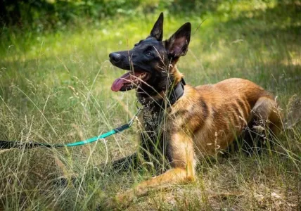 Cachorro teria causado alguns danos na casa da pessoa que acionou a PM