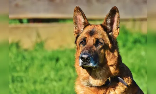 Mulher aciona a PM após ser mordida por cachorro em Apucarana