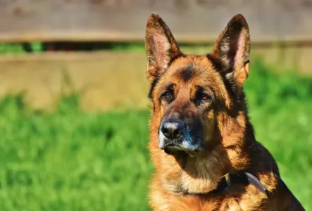 Cachorro teria escapado após tutor abrir o portão de um residência