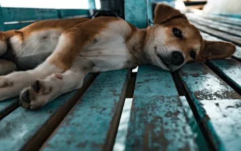 Cachorro teria sido envenenado na última segunda (15)