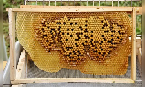 Apicultora de Kaloré denuncia suposto  envenenamento de abelhas