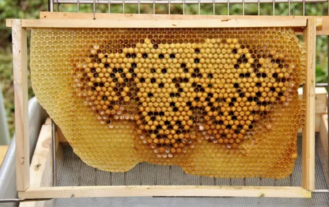 Cada uma das colmeias continha aproximadamente 20 kg de mel.