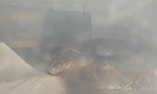 Cascavel é encontrada dentro de casa em Apucarana; assista a captura