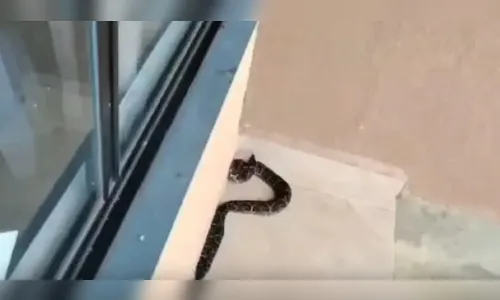 Cobra venenosa assusta moradores e mobiliza bombeiros no PR; vídeo