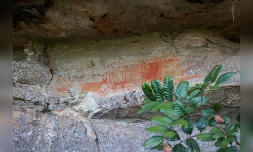 Cervos, araucárias e humanos: a marca da pré-história no Paraná