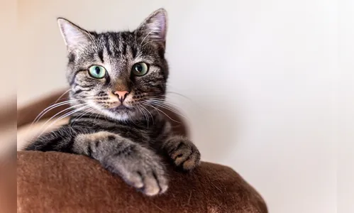 Chile pode aprovar lei de luto por pet; PL pede um dia de folga