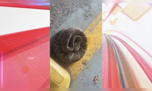 Cobra cascavel é localizada em empresa de Apucarana