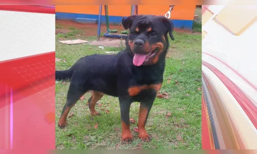 Cachorra em tratamento foge e família de Apucarana pede ajuda